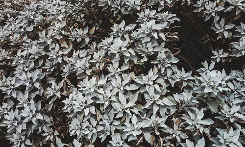 Full frame shot of leaves