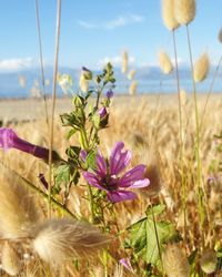 Close-up of flowering plants on field