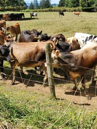 High angle view of cow on field