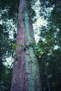 Low angle view of tree trunk in forest