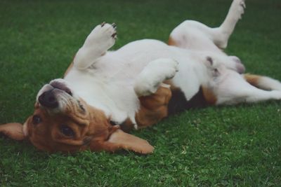 Dog relaxing on field