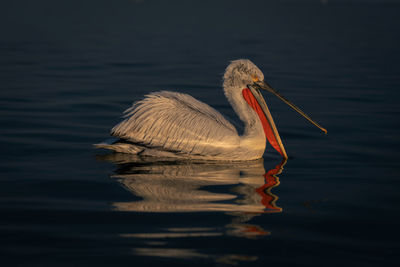 Close-up of pelican in lake