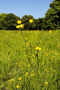 Yellow flowering plants on field against sky