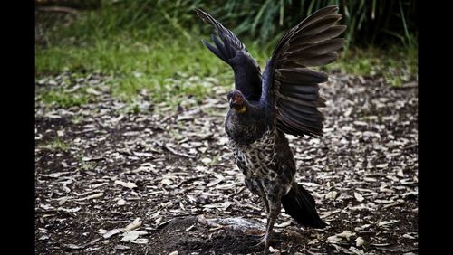 View of birds in flight