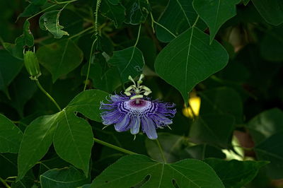 Close-up of purple flowers blooming outdoors