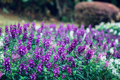 Close-up of pink flowering plants in park
