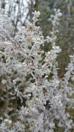 Close-up of white flowers