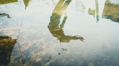 Close-up of turtle swimming in water