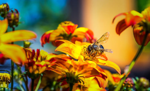 Close-up of bee perching on yellow flower