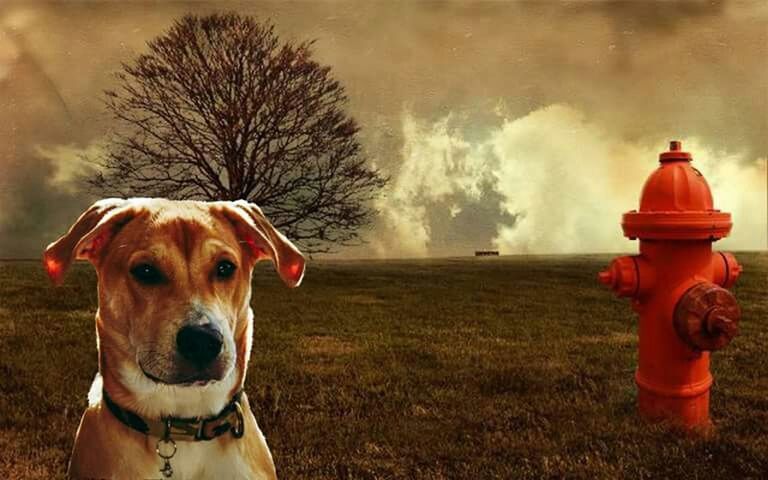 dog, pets, domestic animals, one animal, mammal, sky, animal themes, red, field, grass, cloud - sky, outdoors, nature, pet collar, close-up, day, grassy, focus on foreground, tree, looking away