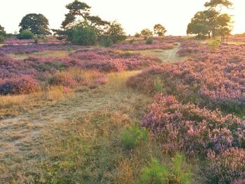 Plants growing on field