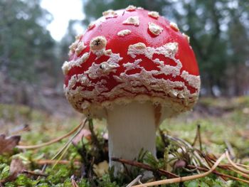 Close-up of fly agaric mushroom on field