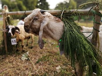 Sheep hanging on a land