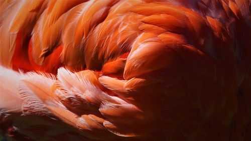 Close-up of peacock
