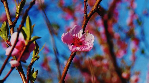 Close-up of pink cherry blossoms in spring