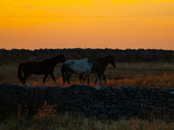 Horse standing on field during sunset