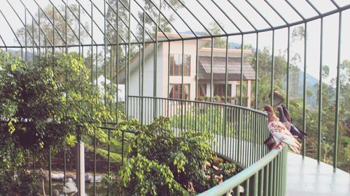 Man standing by fence against plants