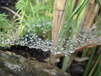 Close-up of wet grass