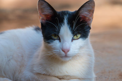 Close-up portrait of a cat