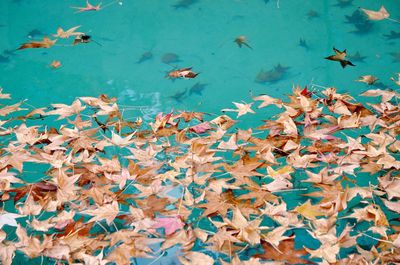 Autumn leaves in water