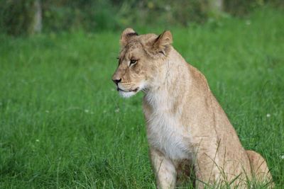 Lion on grass