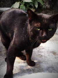 Close-up portrait of black cat