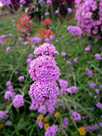 Close-up of pink flowers