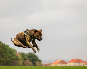 Dog running on a field
