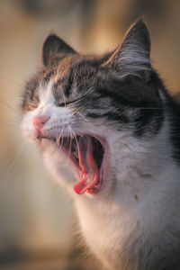 Close-up of cat yawning