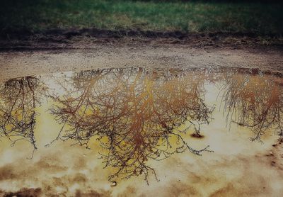 Close-up of plants on landscape