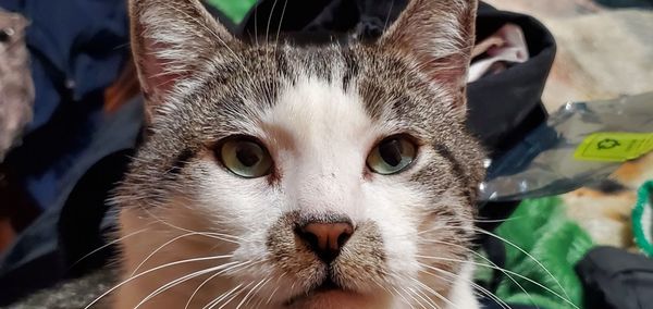 Close-up portrait of cat