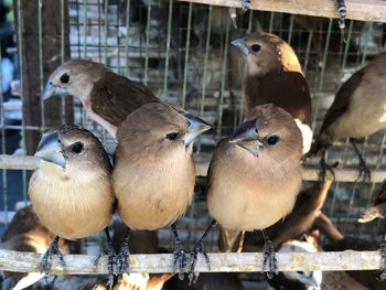 Close-up of birds in cage