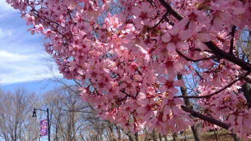 Low angle view of cherry blossom tree