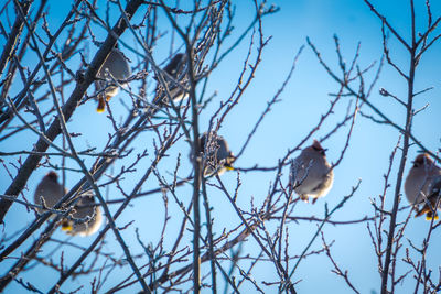 Low angle view of bird perching on branch