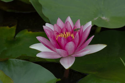 Water lily in a garden