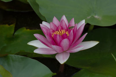 Close-up of lotus water lily in lake