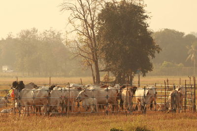 View of cows on field