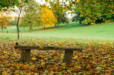 Trees in park during autumn