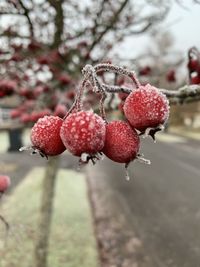 Close-up of frozen cherries on tree