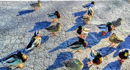 High angle view of birds on sand