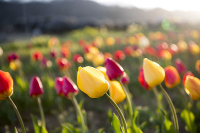 Close-up of multi colored tulips blooming outdoors
