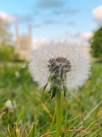 Close-up of dandelion on field