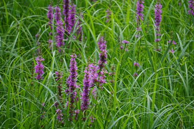 Purple flowers blooming on field