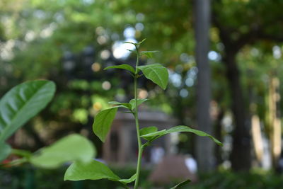Close-up of leaves against blurred background