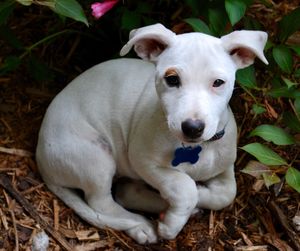 High angle portrait of dog sitting outdoors