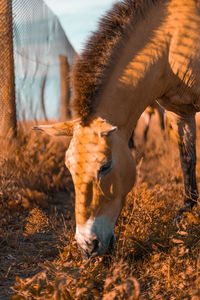 Horse grazing on field