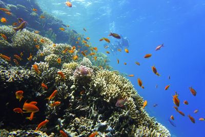 Fish swimming in sea