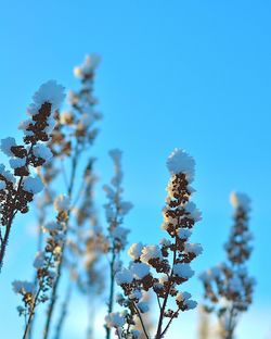 Low angle view of flowers against clear blue sky