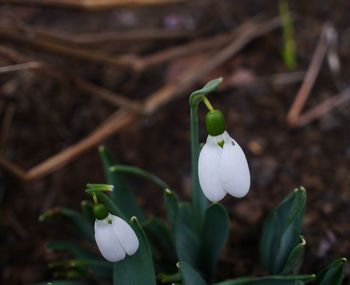 Close-up of white flowering plant