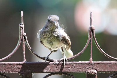 Close-up of bird perching on metal gate